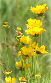 Close-up of yellow flowers blooming outdoors