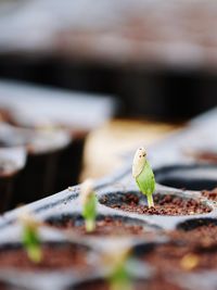 Close-up of plant in seedling tray