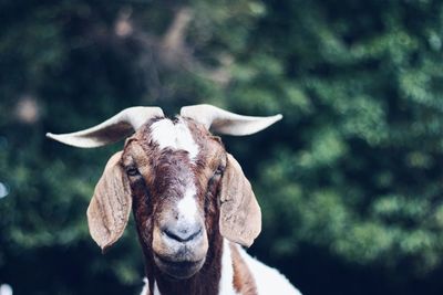 Close-up of goat against trees