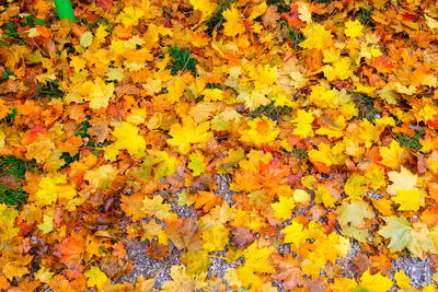 Full frame shot of yellow maple leaves