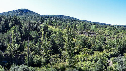 Pine trees in forest against clear sky