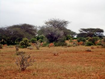 View of trees on field against sky