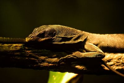 Close-up of lizard