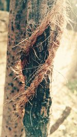 Close-up of plant against blurred background