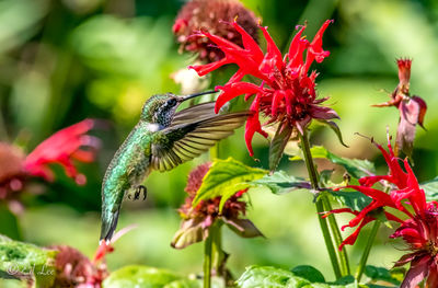 The hummingbirds sure like the bee balm