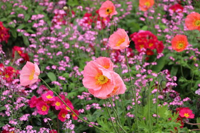 Close-up of pink flowers