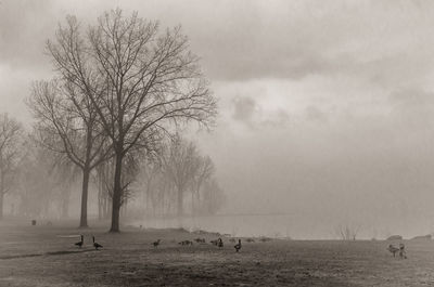 View of bare tree on field against sky