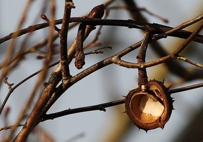 Close-up of rusty branch