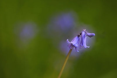 Close-up of purple flowering plant