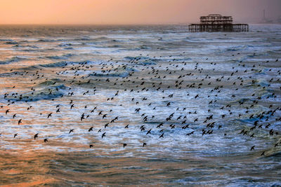 Flock of birds on beach against sky