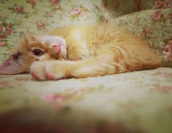 Cat resting on floor