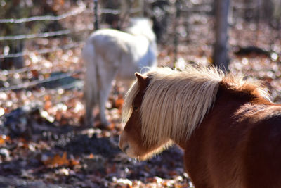 Close-up of a horse on field