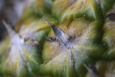 Full frame shot of fruit, ananas