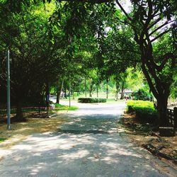 Trees in park