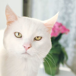 Close-up portrait of white cat