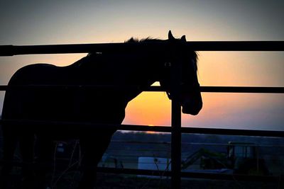 Silhouette of horse at sunset