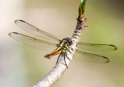 Close-up of dragonfly flying