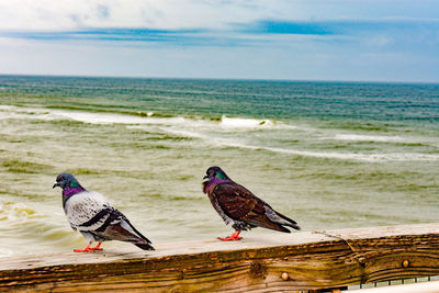 Birds perching on a beach