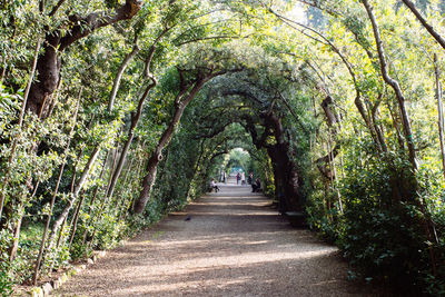 Footpath amidst trees in forest