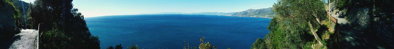 Panoramic shot of trees against clear blue sky