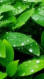 Close-up of wet plant