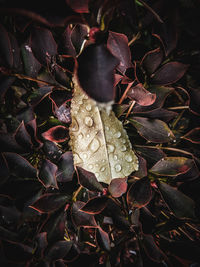 Close-up of dry maple leaves