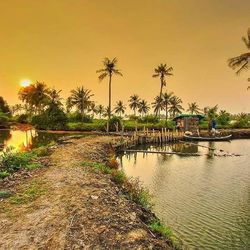 Palm trees at sunset