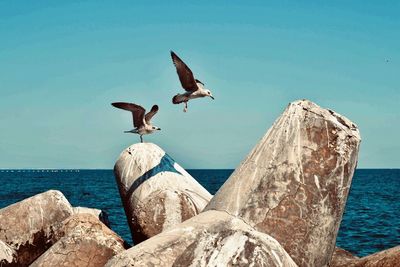 Low angle view of seagulls on rock by sea against sky