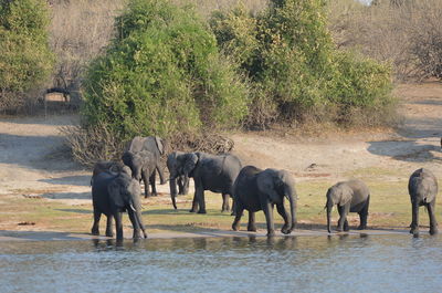 Elephants drinking water
