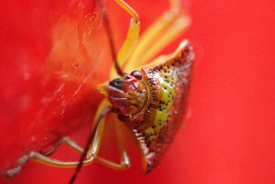 Close-up of insect on red flower