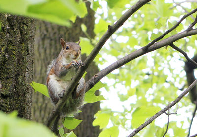 Squirrel on tree