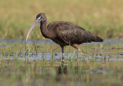 Side view of a bird in the lake