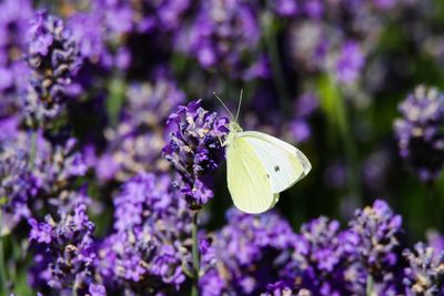 Close-up of butterfly pollinating on purple flower