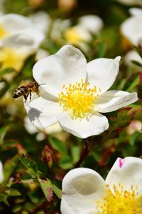 Close-up of white flowering plant