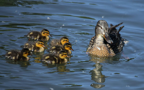 High angle view of ducks in lake