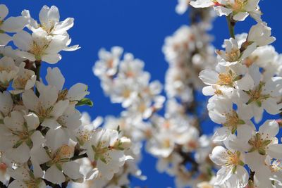 Close-up of fresh blue flowers on tree