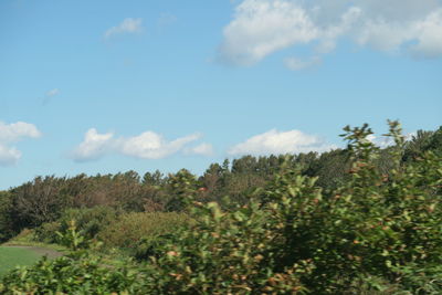 Low angle view of trees against sky