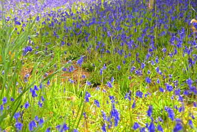 Close-up of purple flowering plants on field