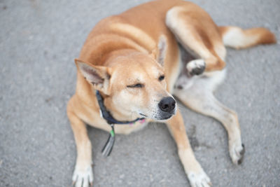 High angle view of dog