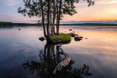 Tree by lake against sky during sunset