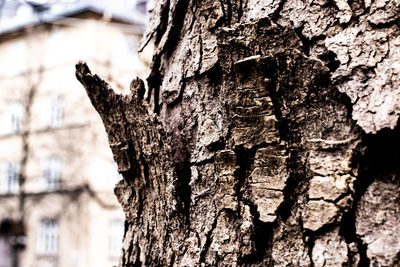 Close-up of tree trunk