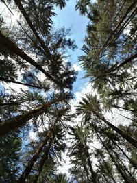 Low angle view of trees in forest