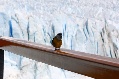 Cute small wild bird on a wooden railing in a glacial environment