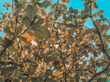 Low angle view of autumnal tree against sky