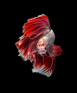 Close-up of fish swimming in sea