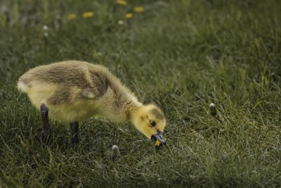 Close-up of a bird on grassy field