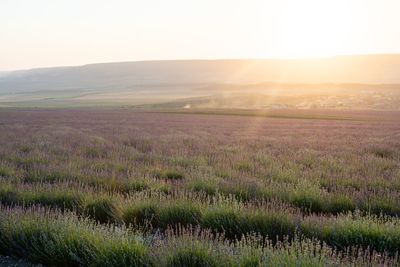 Scenic view of field against sky during sunset