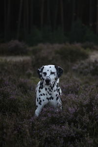 Close-up of dog standing in forest