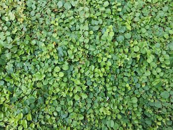 Full frame shot of fresh green leaves