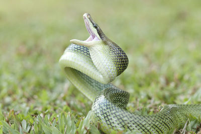 Close-up of snake on field